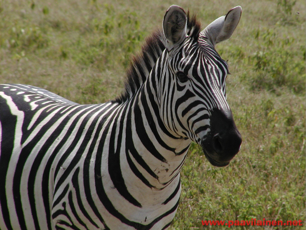 Zebra Háttérkép 22