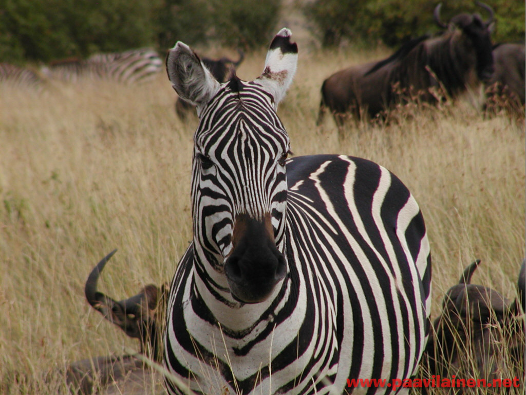 Zebra Háttérkép 23