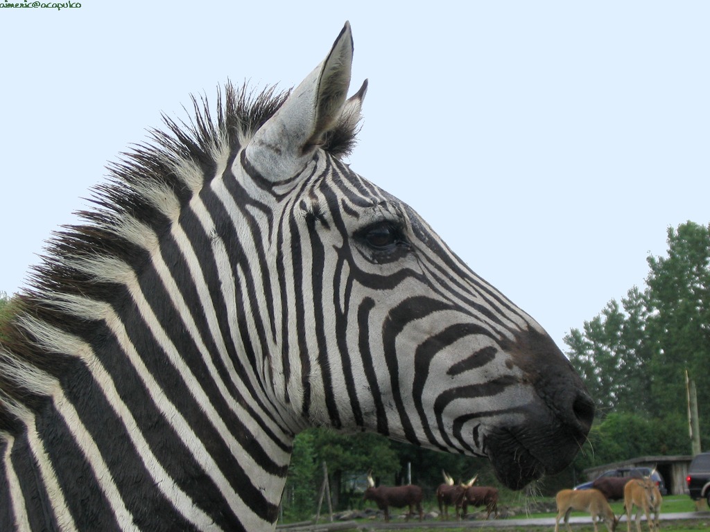 Zebra Háttérkép 26