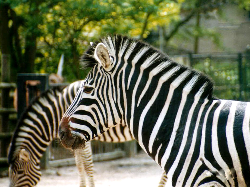 Zebra Háttérkép 27