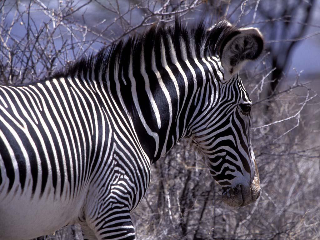 Zebra Háttérkép 35