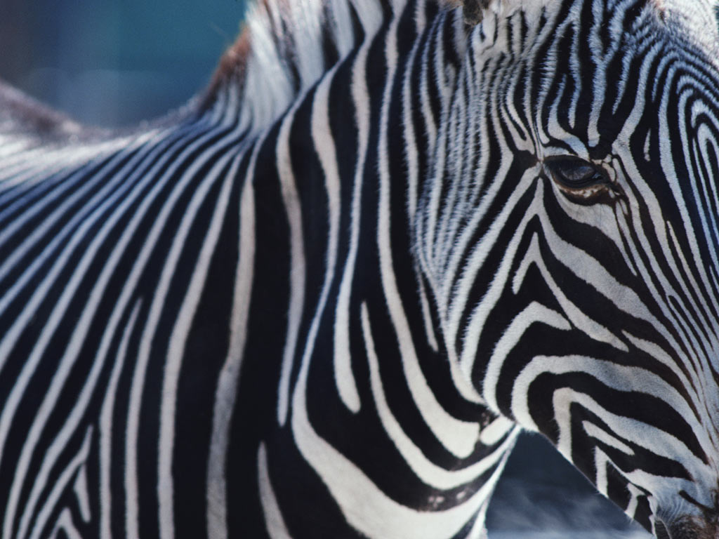 Zebra Háttérkép 36