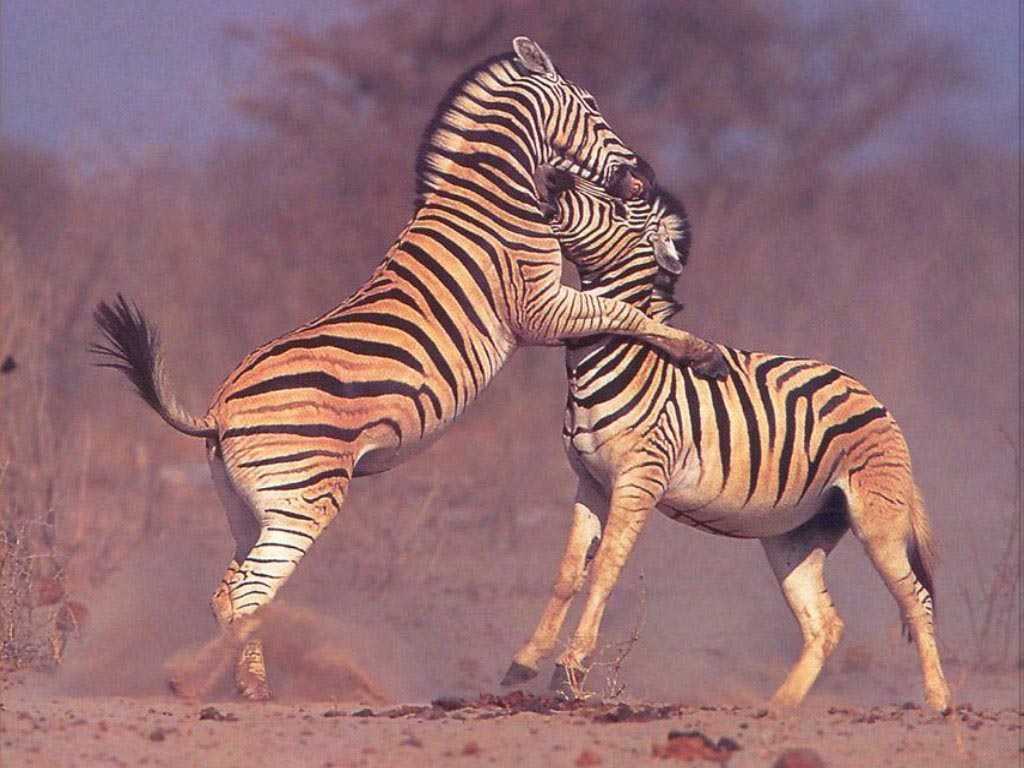 Zebra Háttérkép 38