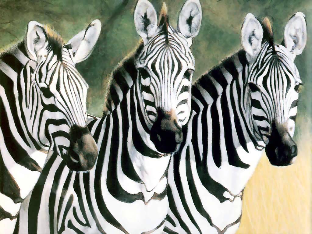 Zebra Háttérkép 39
