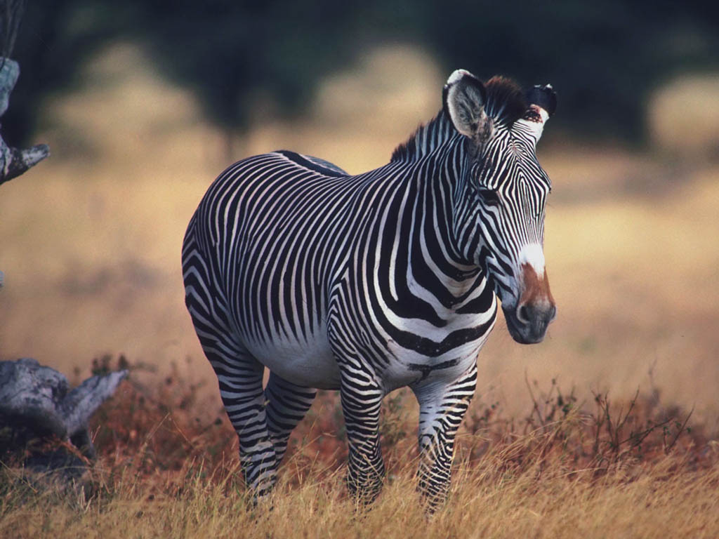 Zebra Háttérkép 40