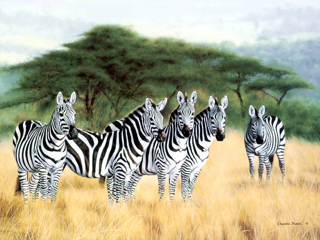 Zebra Háttérkép 41