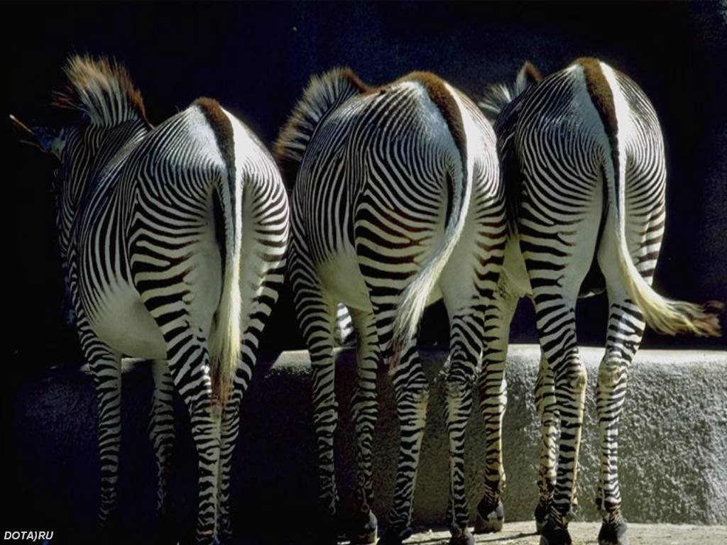 Zebra Háttérkép 42